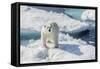Curious Polar Bear (Ursus Maritimus)-Michael Nolan-Framed Stretched Canvas