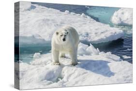 Curious Polar Bear (Ursus Maritimus)-Michael Nolan-Stretched Canvas