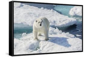 Curious Polar Bear (Ursus Maritimus)-Michael Nolan-Framed Stretched Canvas