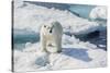 Curious Polar Bear (Ursus Maritimus)-Michael Nolan-Stretched Canvas