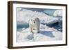 Curious Polar Bear (Ursus Maritimus)-Michael Nolan-Framed Photographic Print