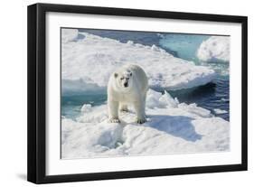 Curious Polar Bear (Ursus Maritimus)-Michael Nolan-Framed Photographic Print