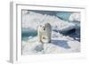 Curious Polar Bear (Ursus Maritimus)-Michael Nolan-Framed Photographic Print