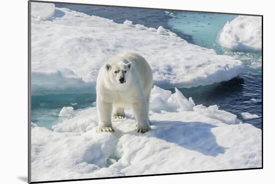 Curious Polar Bear (Ursus Maritimus)-Michael Nolan-Mounted Photographic Print