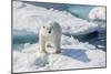 Curious Polar Bear (Ursus Maritimus)-Michael Nolan-Mounted Photographic Print