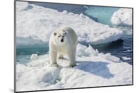 Curious Polar Bear (Ursus Maritimus)-Michael Nolan-Mounted Photographic Print