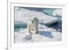 Curious Polar Bear (Ursus Maritimus)-Michael Nolan-Framed Photographic Print