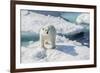 Curious Polar Bear (Ursus Maritimus)-Michael Nolan-Framed Photographic Print