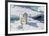 Curious Polar Bear (Ursus Maritimus)-Michael Nolan-Framed Photographic Print