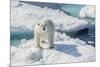 Curious Polar Bear (Ursus Maritimus)-Michael Nolan-Mounted Photographic Print