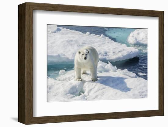 Curious Polar Bear (Ursus Maritimus)-Michael Nolan-Framed Photographic Print