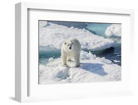 Curious Polar Bear (Ursus Maritimus)-Michael Nolan-Framed Photographic Print