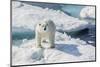 Curious Polar Bear (Ursus Maritimus)-Michael Nolan-Mounted Photographic Print