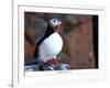 curious puffin-AdventureArt-Framed Photographic Print