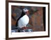 curious puffin-AdventureArt-Framed Photographic Print