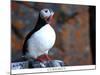 curious puffin-AdventureArt-Mounted Photographic Print