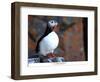 curious puffin-AdventureArt-Framed Photographic Print