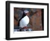 curious puffin-AdventureArt-Framed Photographic Print