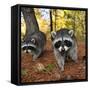 Curious Raccoons-Steve Terrill-Framed Stretched Canvas