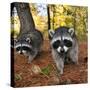 Curious Raccoons-Steve Terrill-Stretched Canvas