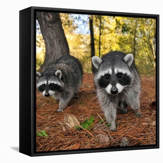 Curious Raccoons-Steve Terrill-Framed Stretched Canvas