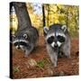 Curious Raccoons-Steve Terrill-Stretched Canvas