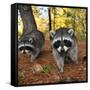 Curious Raccoons-Steve Terrill-Framed Stretched Canvas