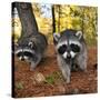 Curious Raccoons-Steve Terrill-Stretched Canvas