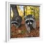 Curious Raccoons-Steve Terrill-Framed Premium Photographic Print