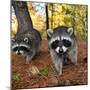 Curious Raccoons-Steve Terrill-Mounted Premium Photographic Print