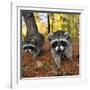 Curious Raccoons-Steve Terrill-Framed Photographic Print