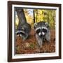 Curious Raccoons-Steve Terrill-Framed Photographic Print