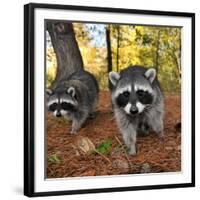 Curious Raccoons-Steve Terrill-Framed Photographic Print