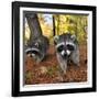 Curious Raccoons-Steve Terrill-Framed Photographic Print