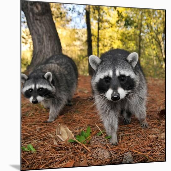 Curious Raccoons-Steve Terrill-Mounted Photographic Print