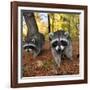 Curious Raccoons-Steve Terrill-Framed Photographic Print
