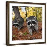 Curious Raccoons-Steve Terrill-Framed Photographic Print