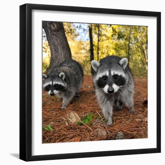 Curious Raccoons-Steve Terrill-Framed Photographic Print