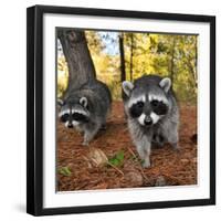 Curious Raccoons-Steve Terrill-Framed Photographic Print