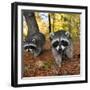 Curious Raccoons-Steve Terrill-Framed Photographic Print