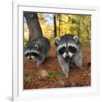 Curious Raccoons-Steve Terrill-Framed Photographic Print