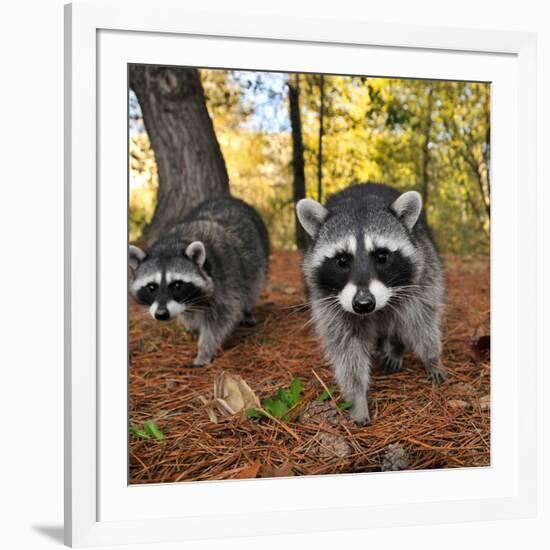 Curious Raccoons-Steve Terrill-Framed Photographic Print