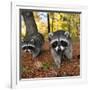 Curious Raccoons-Steve Terrill-Framed Photographic Print