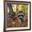 Curious Raccoons-Steve Terrill-Framed Photographic Print