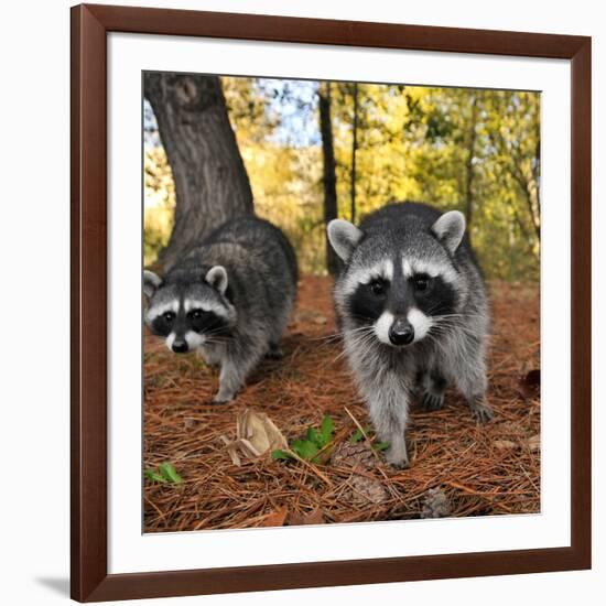 Curious Raccoons-Steve Terrill-Framed Photographic Print