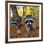 Curious Raccoons-Steve Terrill-Framed Photographic Print