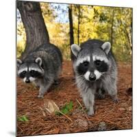 Curious Raccoons-Steve Terrill-Mounted Photographic Print