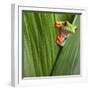 Curious Red Eyed Tree Frog Hiding in Green Background Leafs Agalychnis Callydrias Exotic Amphibian-Dirk Ercken-Framed Premium Photographic Print