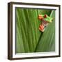 Curious Red Eyed Tree Frog Hiding in Green Background Leafs Agalychnis Callydrias Exotic Amphibian-Dirk Ercken-Framed Photographic Print