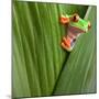 Curious Red Eyed Tree Frog Hiding in Green Background Leafs Agalychnis Callydrias Exotic Amphibian-Dirk Ercken-Mounted Photographic Print